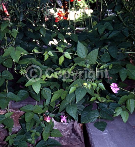 Lavender blooms; Deciduous