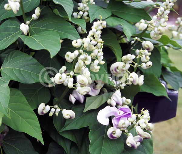 Lavender blooms; Deciduous