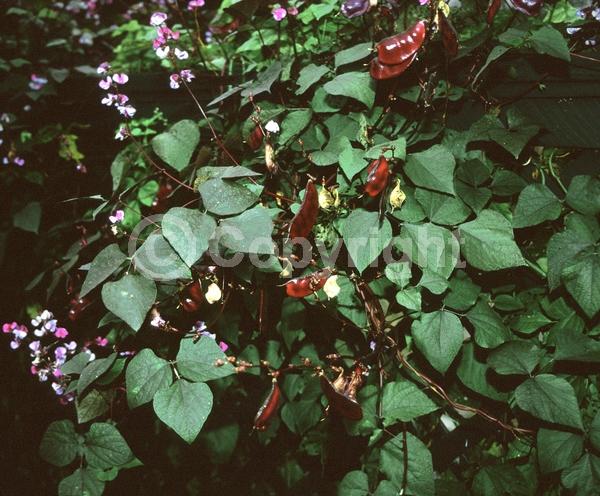 Lavender blooms; Deciduous