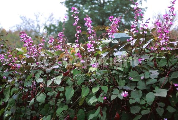 Lavender blooms; Deciduous