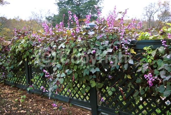 Lavender blooms; Deciduous