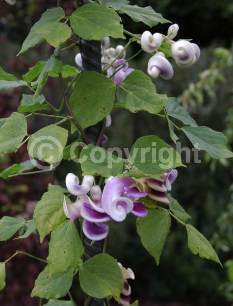 Lavender blooms; Deciduous