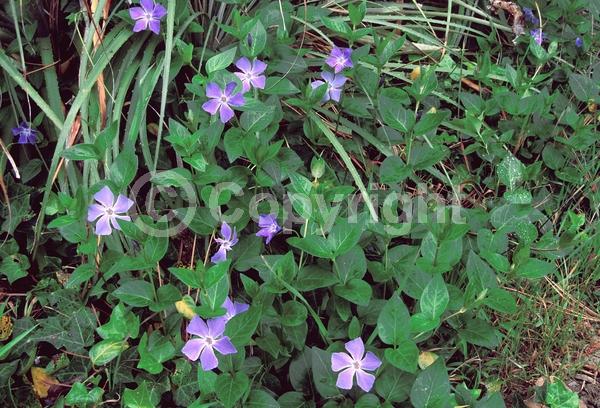 Blue blooms; Evergreen