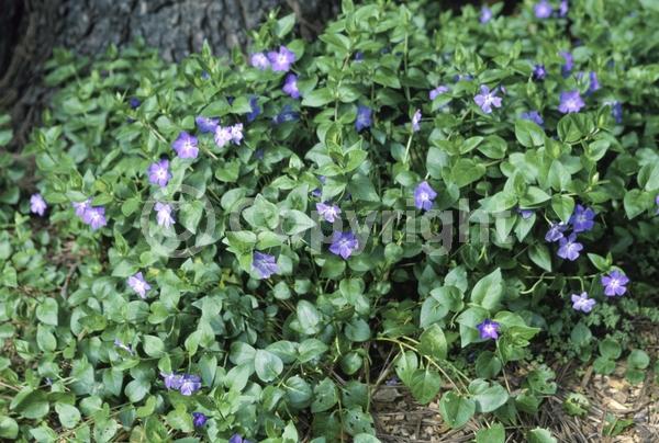 Blue blooms; Evergreen
