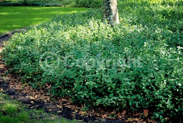 Blue blooms; Evergreen