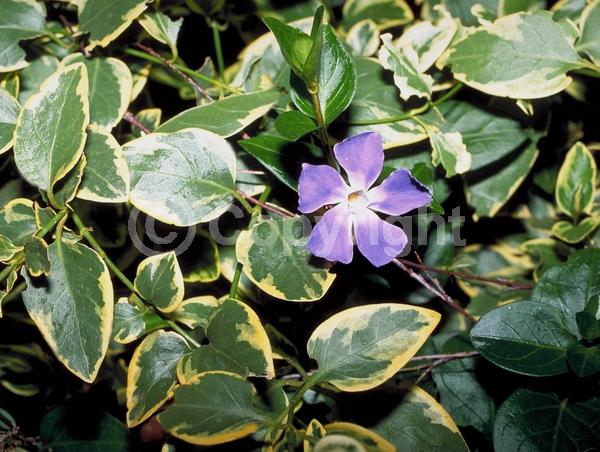 Lavender blooms; Evergreen