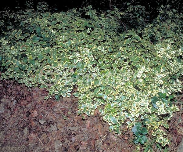 Lavender blooms; Evergreen