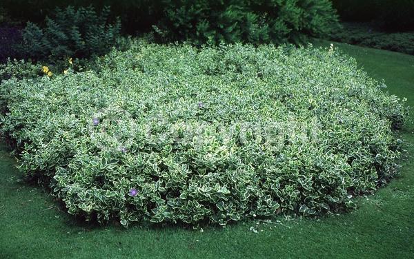 Lavender blooms; Evergreen