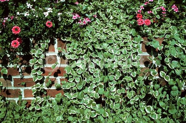 Lavender blooms; Evergreen