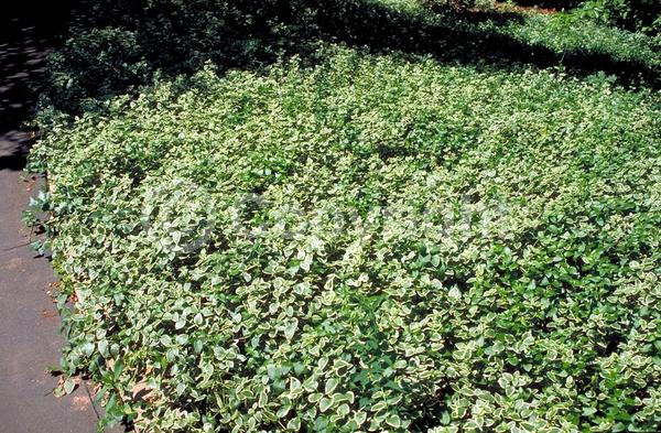 Lavender blooms; Evergreen