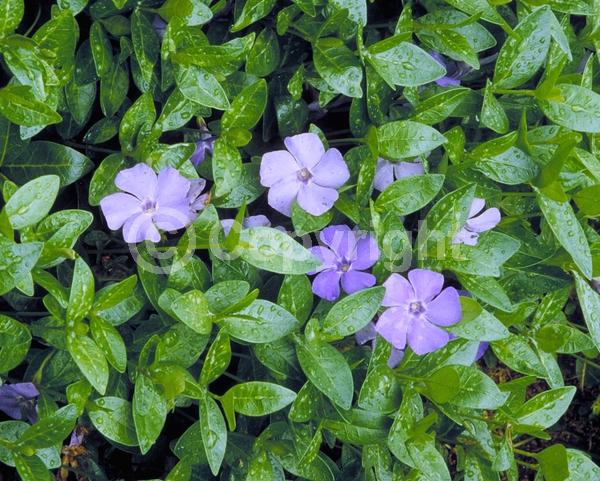 Blue blooms; Purple blooms; White blooms; Lavender blooms; Evergreen