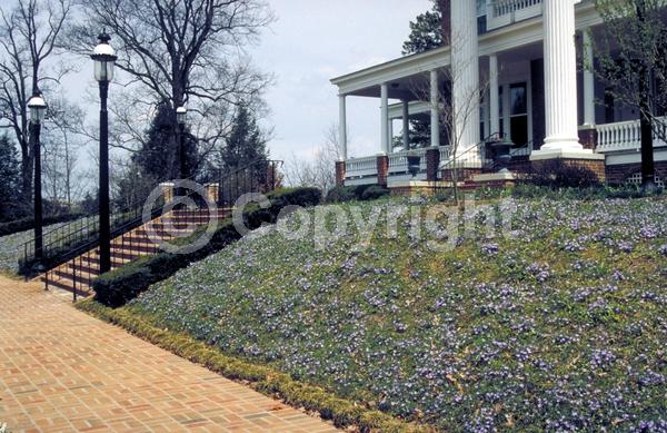 Blue blooms; Purple blooms; White blooms; Lavender blooms; Evergreen