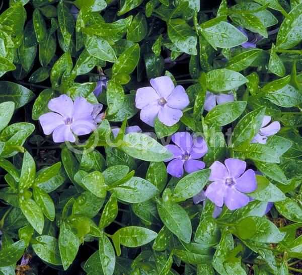 Blue blooms; Purple blooms; White blooms; Lavender blooms; Evergreen
