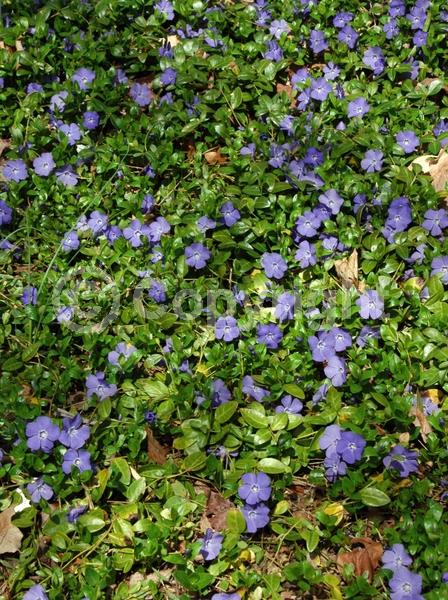 Blue blooms; Purple blooms; White blooms; Lavender blooms; Evergreen
