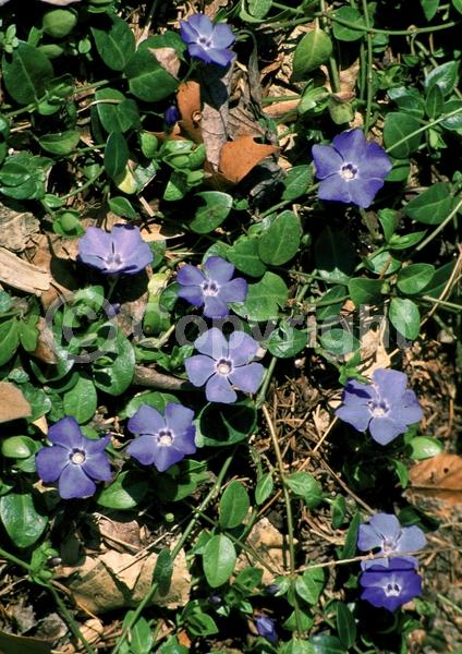Blue blooms; Purple blooms; White blooms; Lavender blooms; Evergreen