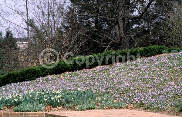 Blue blooms; Purple blooms; White blooms; Lavender blooms; Evergreen