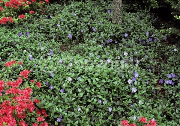 Blue blooms; Purple blooms; White blooms; Lavender blooms; Evergreen