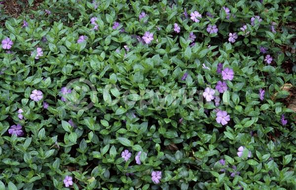 Blue blooms; Purple blooms; White blooms; Lavender blooms; Evergreen