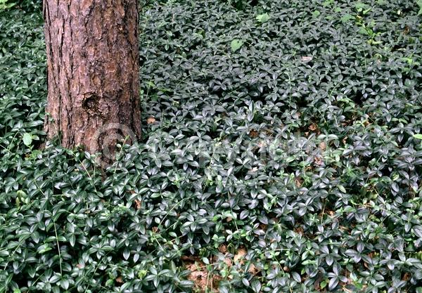 Blue blooms; Purple blooms; White blooms; Lavender blooms; Evergreen