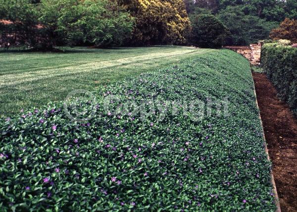 Blue blooms; Purple blooms; White blooms; Lavender blooms; Evergreen