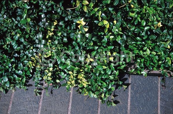 Blue blooms; Purple blooms; White blooms; Lavender blooms; Evergreen