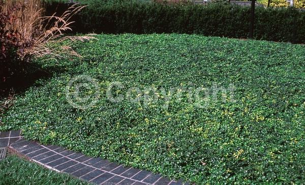 Blue blooms; Purple blooms; White blooms; Lavender blooms; Evergreen