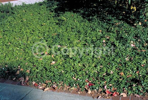 Blue blooms; Purple blooms; White blooms; Lavender blooms; Evergreen