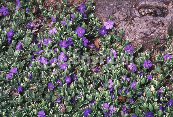 Blue blooms; Purple blooms; Lavender blooms; Evergreen