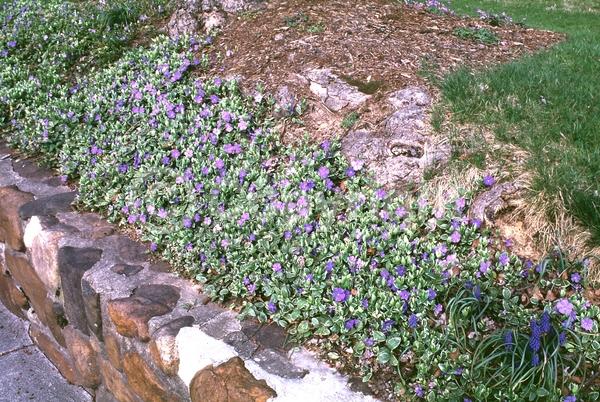 Blue blooms; Purple blooms; Lavender blooms; Evergreen