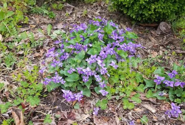 Purple blooms; White blooms; North American Native
