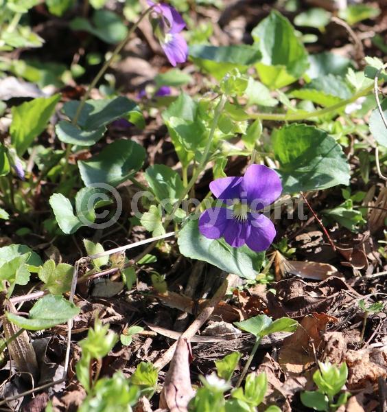Purple blooms; White blooms; North American Native