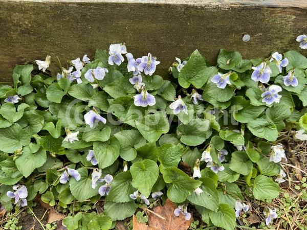 Purple blooms; White blooms; North American Native