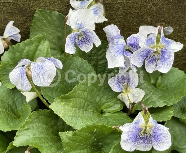 Purple blooms; White blooms; North American Native