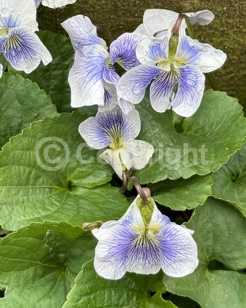 Purple blooms; White blooms; North American Native