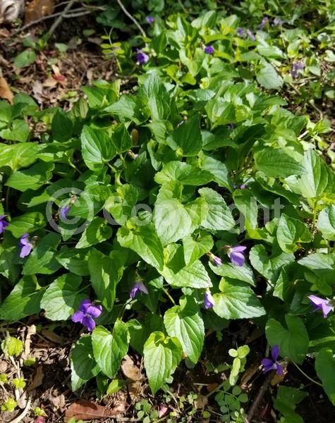 Purple blooms; White blooms; North American Native