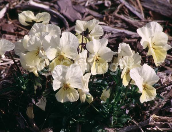 Yellow blooms; Evergreen