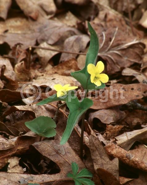 Yellow blooms; Purple blooms; Deciduous; Broadleaf