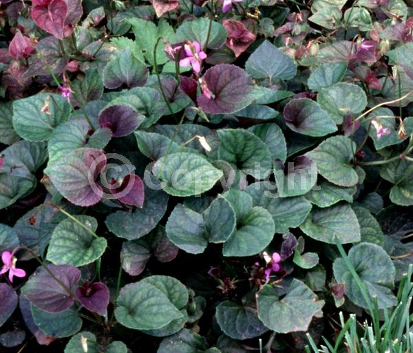 Blue blooms; Purple blooms; North American Native