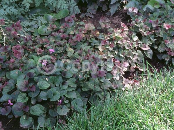 Blue blooms; Purple blooms; North American Native