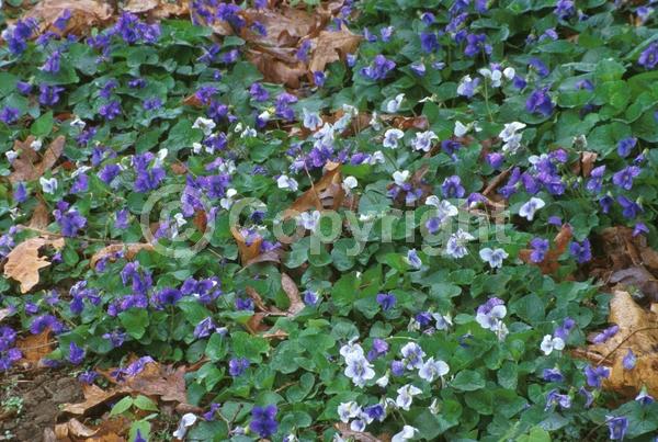 Purple blooms; Evergreen; North American Native