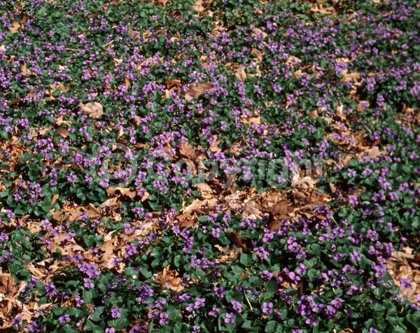 Purple blooms; Evergreen; North American Native