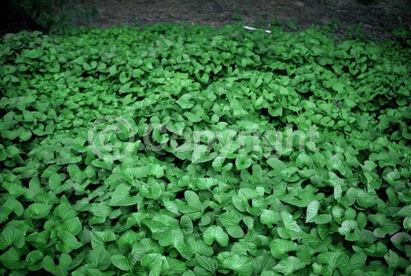 Purple blooms; White blooms; Evergreen; Needles or needle-like leaf