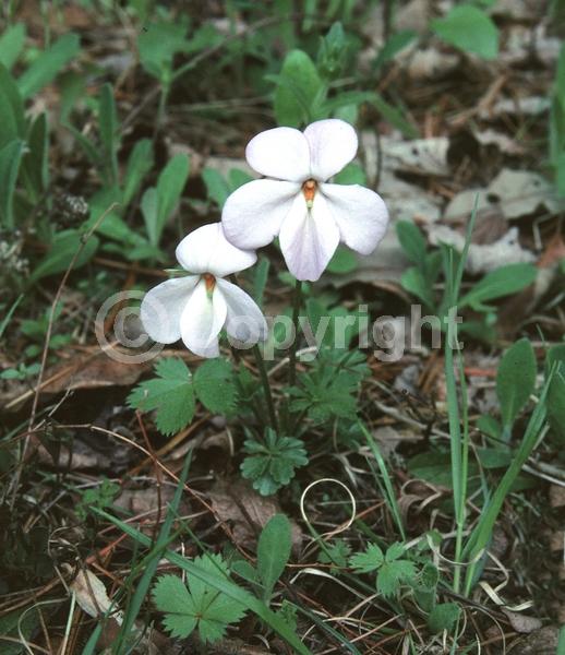 Blue blooms; Purple blooms; White blooms; Deciduous; Broadleaf; North American Native