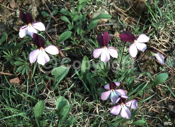 Blue blooms; Purple blooms; White blooms; Deciduous; Broadleaf; North American Native