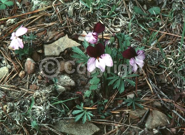 Blue blooms; Purple blooms; White blooms; Deciduous; Broadleaf; North American Native