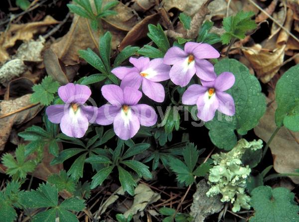 Blue blooms; Purple blooms; White blooms; Deciduous; Broadleaf; North American Native