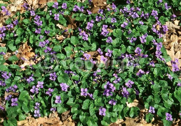 Purple blooms; White blooms; Evergreen; Needles or needle-like leaf
