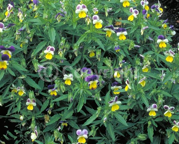 Yellow blooms; Purple blooms; White blooms; Evergreen; Needles or needle-like leaf