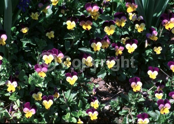 Yellow blooms; Purple blooms; White blooms; Evergreen; Needles or needle-like leaf