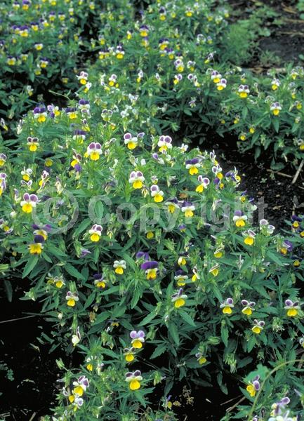Yellow blooms; Purple blooms; White blooms; Evergreen; Needles or needle-like leaf